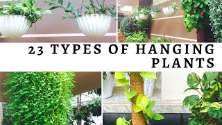 23 Types of Hanging PlantsHanging Plants with namesvarieties of money plantsPlants in Malayalam [upl. by Gerhan]