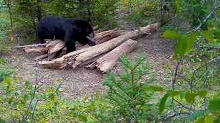 Michigan Bear Hunt  Season 3 Episode 10 Sneak Peek [upl. by Itida]