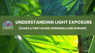 Shade Plants Understanding Light Exposure [upl. by Murvyn]