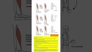 TYPES OF EXERCISES AND MUSCLE CONTRACTION [upl. by Akemad]