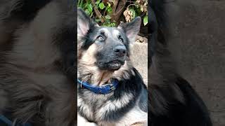 dog trainingbarking trainingGerman shepherd dogdouble coated gsd [upl. by Nemraciram178]