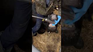 Delivers a bolus directly to the stomach cows cowvideos veterinary [upl. by Clein]