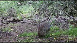 Conejo común o Europeo Oryctolagus cuniculus [upl. by Skcirdnek]