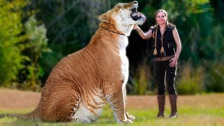 Meet the Rare Giants Exclusive Facts About Ligers [upl. by Ayoj774]