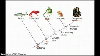 Cladograms  Betterlesson [upl. by Stavros]