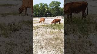 मैं बदल डालाMaine Badal Dalagrazing cowsvillageHindi songRafi songold is goldnatureshorts [upl. by Kay]