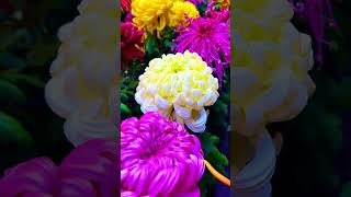 Easy and Beautiful Flower Garden Inspiration  How to Create a Stunning Gardeneasy decor315 [upl. by Kcinimod796]