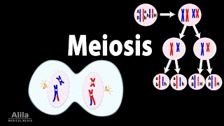 Meiosis Animation [upl. by Kcirrad64]