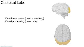 Cerebrum 2 Lobes 24 [upl. by Nnayelsel]