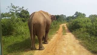 Udawalawa national park [upl. by Klepac]