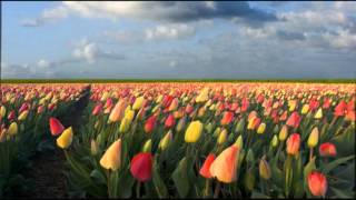 Tip Toe Through The Tulips  Free Ringtone Download [upl. by Nannoc]