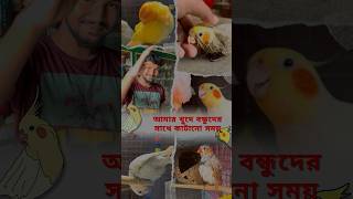 Khude Bondhuder Sathe Anondor Din Amar Lovebird Cockatiel amp Fincher Kando shorts birds [upl. by Graces]