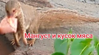 Мангуст и кусок мяса predator животное зверь [upl. by Vergos]