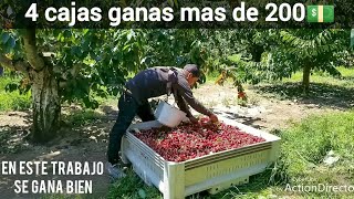 Asi se ganan los dolares en Estados UnidosCHERRY HARVEST COSECHAS DE CERZAS [upl. by Merla]