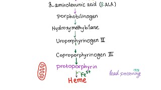 Heme Synthesis Pathway — Biochemistry and Hematology [upl. by Sparhawk]