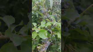 Berberis aristata wild edible species of Himalayan blueberries 😋🫐 medicinal plant [upl. by Allesor856]