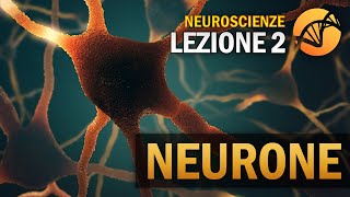 Il Neurone  NEUROSCIENZE  Lezione 2 [upl. by Aseeram679]