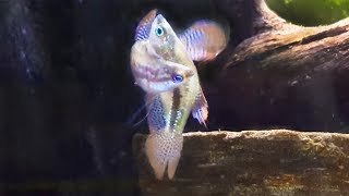 Sparkling Gouramis Breeding Again  Similar to Betta Breeding  Eggs Didn’t Hatch [upl. by Feriga]