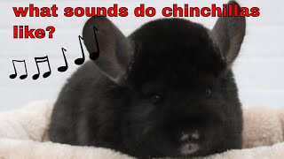 What sounds do chinchillas like [upl. by Laks168]