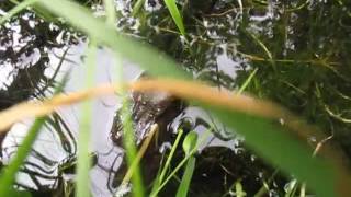 the long term resident of my garden pond pound shop washing up bowl [upl. by Wurtz]