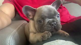 French bulldog puppy growing at self [upl. by Culberson933]