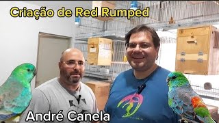 Saiba Como Criar Red Rumped  André Canela [upl. by Lindo]