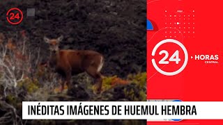 Captan inéditas imágenes de huemul hembra  24 Horas TVN Chile [upl. by Theadora971]