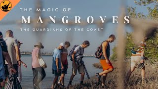 The Magic of Mangroves  Guardians of the coast [upl. by Stew]