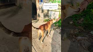 Copper dog ready for his lunch🐾dog dogvideosfunnydogvideosanimalsdoglovershortscutedogcute [upl. by Akinirt88]