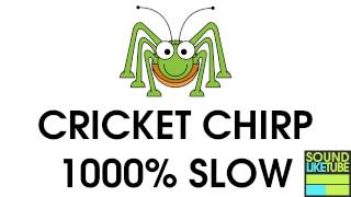 AMAZING 1000 SLOW CRICKET CHIRP SOUND [upl. by Paluas]