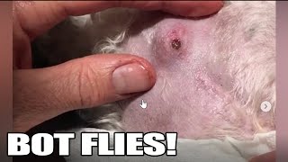 Bot Fly Removal Top 10 Bot Fly Removal of All Time [upl. by Ostraw930]