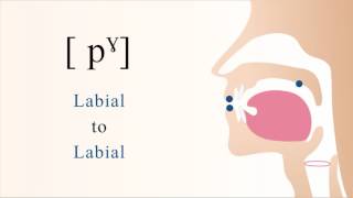 pˠ  unvoiced unaspirated velarized bilabial stop [upl. by Tedda484]