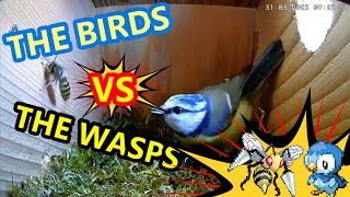 Blue Tit Deals with Wasp in Nest [upl. by Latrice600]