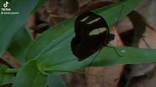 Dans le sous bois un papillon Heliconius se réchauffe aux rayons du soleil [upl. by Gaskill]