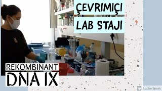 Rekombinant DNA 9  enzim kesimi  Çevrimiçi staj [upl. by Yesnyl47]