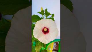 Chinese🇨🇳erysipelasHibiscus rosasinensis chinese flowers flower hibiscus flowerpot [upl. by Nerreg]