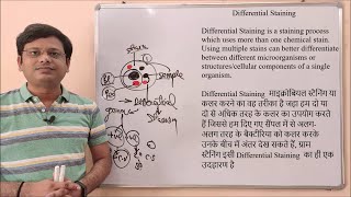 Differential Staining  Definition of Differential Staining  Microbial Staining [upl. by Dnomso959]