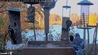 Cornell Lab FeederWatch Cam Ithaca NY 20241026 [upl. by Honeyman]