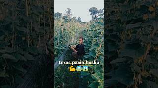 Panin terus bosku🥒😱 fypシ゚viral farming pejuangpetani petanimuda [upl. by Hubing]