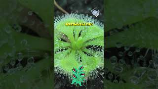 🌿 Drosera Stenopetala una PLANTA CARNÍVORA INCREÍBLE [upl. by Ing635]