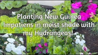 Planting New Guinea Impatiens with my Hydrangeas [upl. by Morley778]