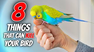 These 8 Things Will KILL Your Bird [upl. by Boycey]