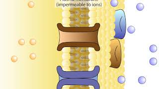 The Resting Membrane potential [upl. by Radec]