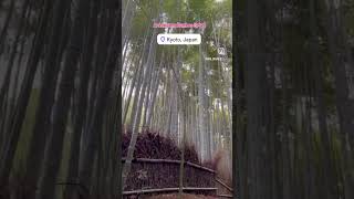 Arashiyama Bamboo Forest📍🇯🇵🎎Arashiyama Bamboo Grove shorts kyotosightseeing [upl. by Ronyam]