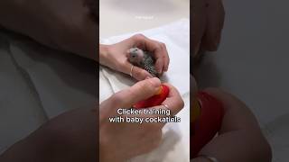 Clicker training baby cockatiel parrots Easy Hand feeding formula birds [upl. by Joashus]