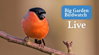 Big Garden Birdwatch Live 2024  Bird Feeders From Across The UK  Saturday [upl. by Lynd]