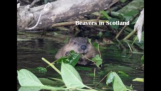 Beavers In Scotland [upl. by Seldan]