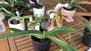 My Paphiopedilum Collection amp How I care for my Lady Slippers [upl. by Kylstra]