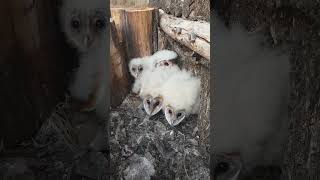 Baby Owls wildlife safari rsa animals africa big5 nature travel birds owls avian [upl. by Duffie]