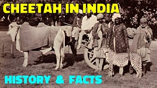 Cheetah in India  Facts History amp Future [upl. by Oneal]